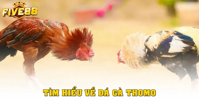 Tìm hiểu về đá gà Thomo